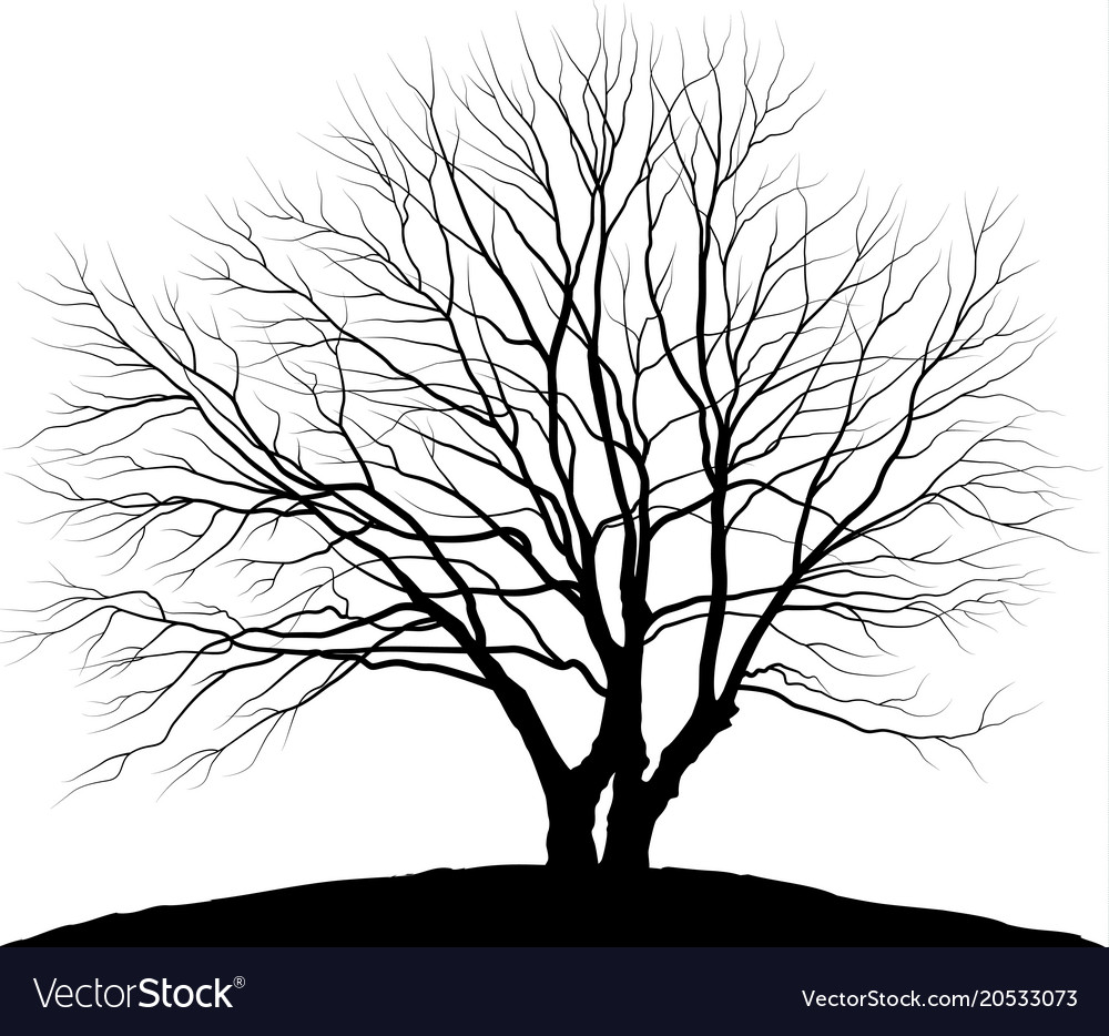 1000x934 Huge Collection Of 'oak Tree Silhouette Vector Free' Download