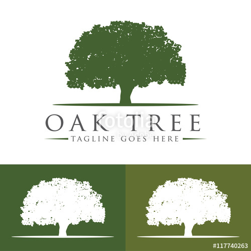 500x500 Oak Tree Logo Design Template Stock Image And Royalty Free