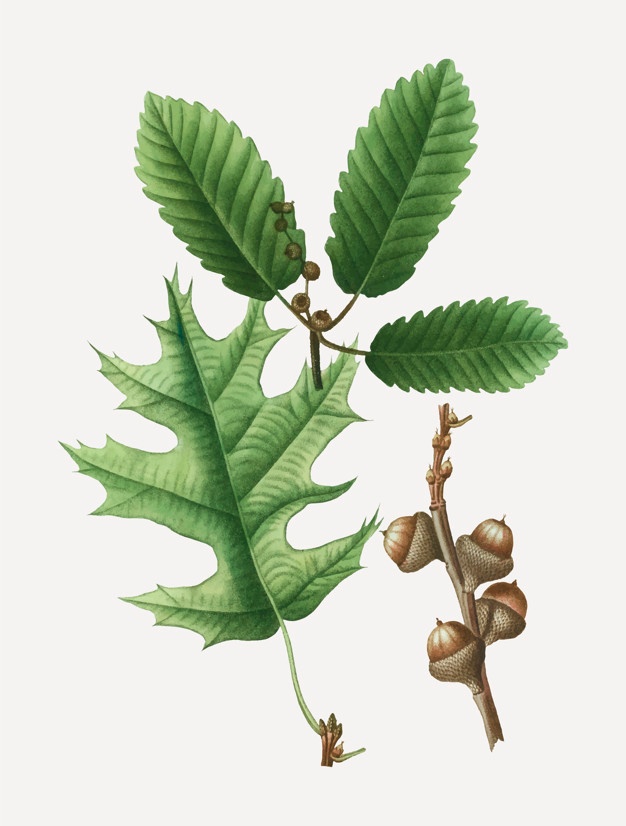 626x826 Oak Tree Vectors, Photos And Free Download