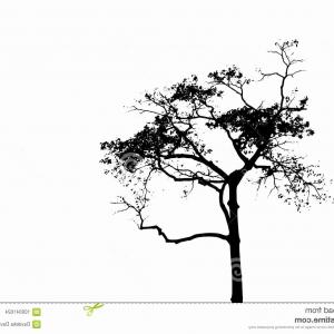 300x300 Best Free King Oak Tree Silhouette Clip Art Photos Handandbeak