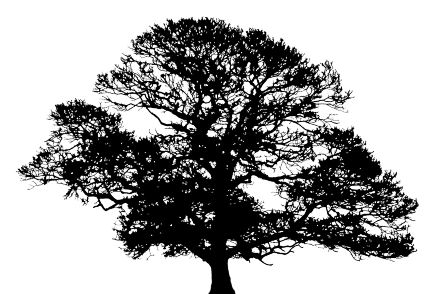 438x294 Oak Tree Vector Clipart Images Gallery For Free Download Myreal
