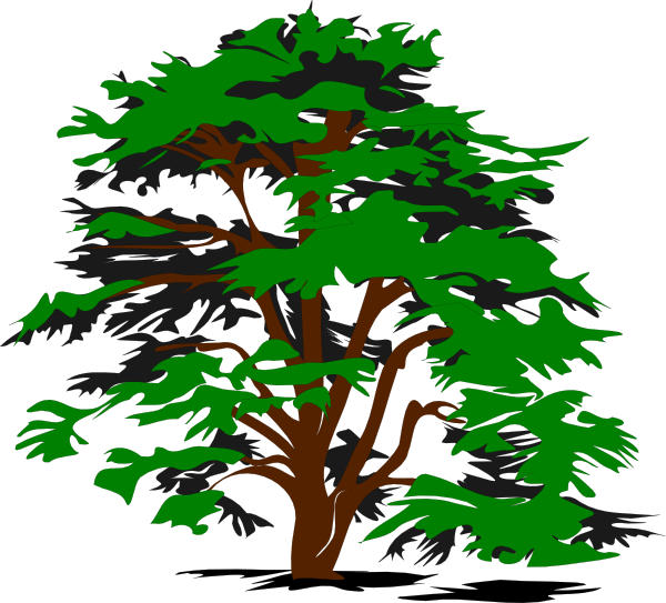 600x543 Oak Tree Vector Free Download Free Clipart Images Image