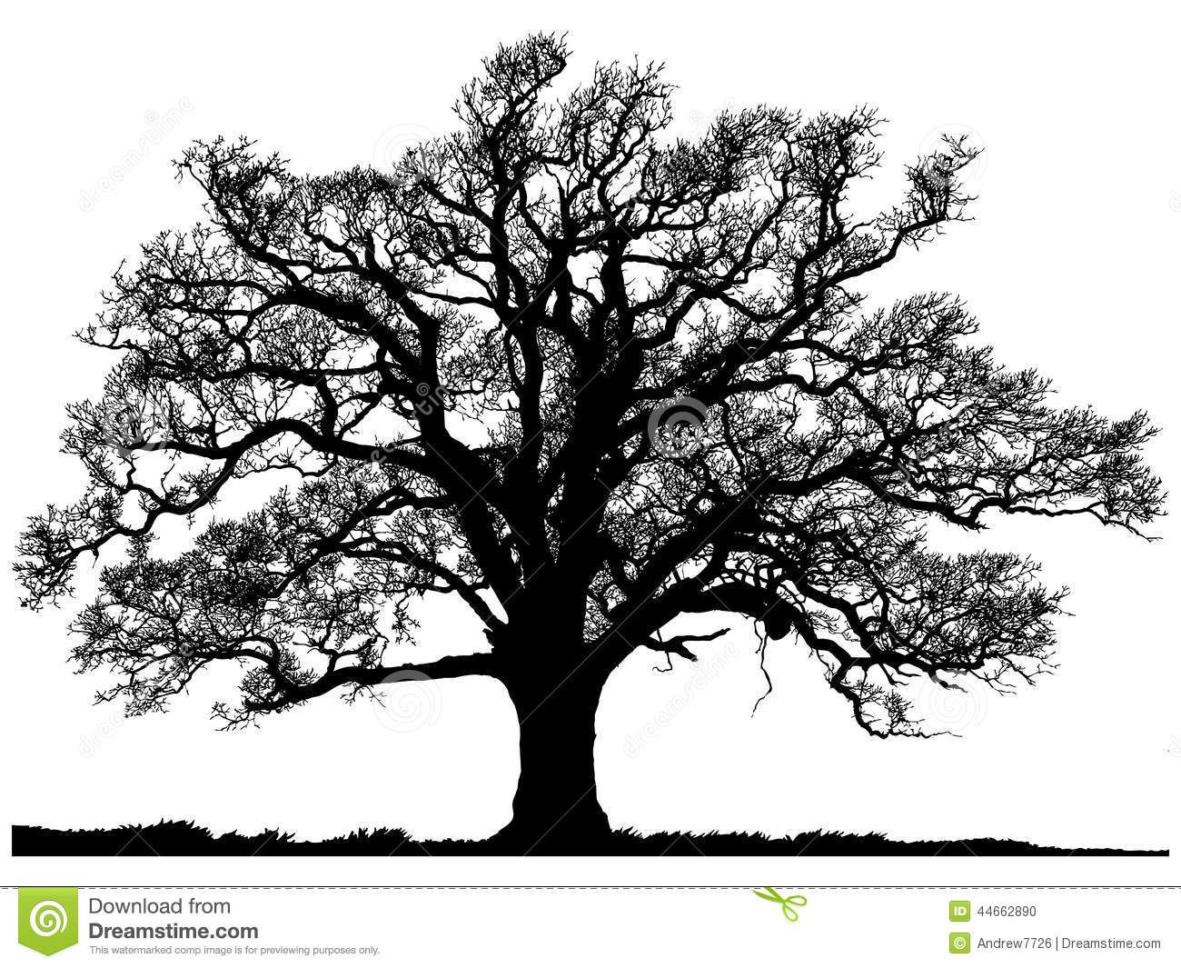 1300x1065 Silhouette Of Oak Tree Stock Illustration