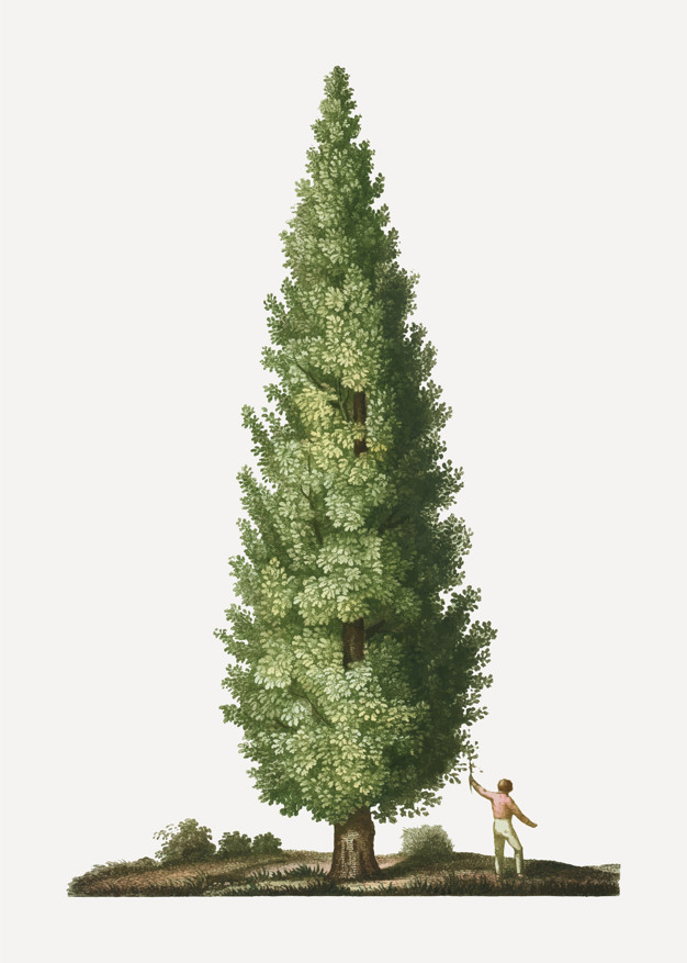 626x877 English Oak Tree Vector Free Download