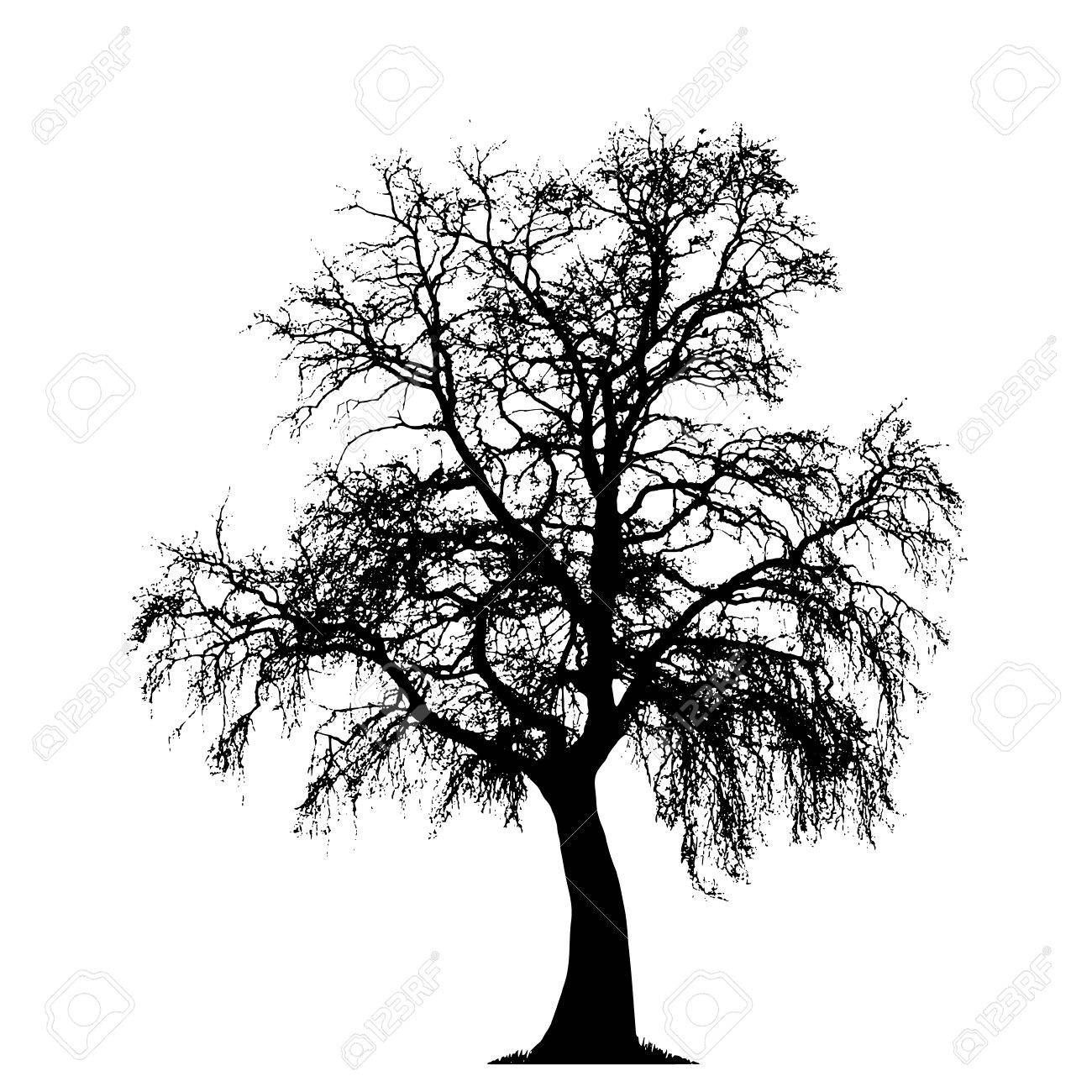 Huge Collection Of 'oak Tree Silhouette Vector Free' Download 1300x1300 Huge Collection Of 'oak Tree Silhouette Vector Free' Download