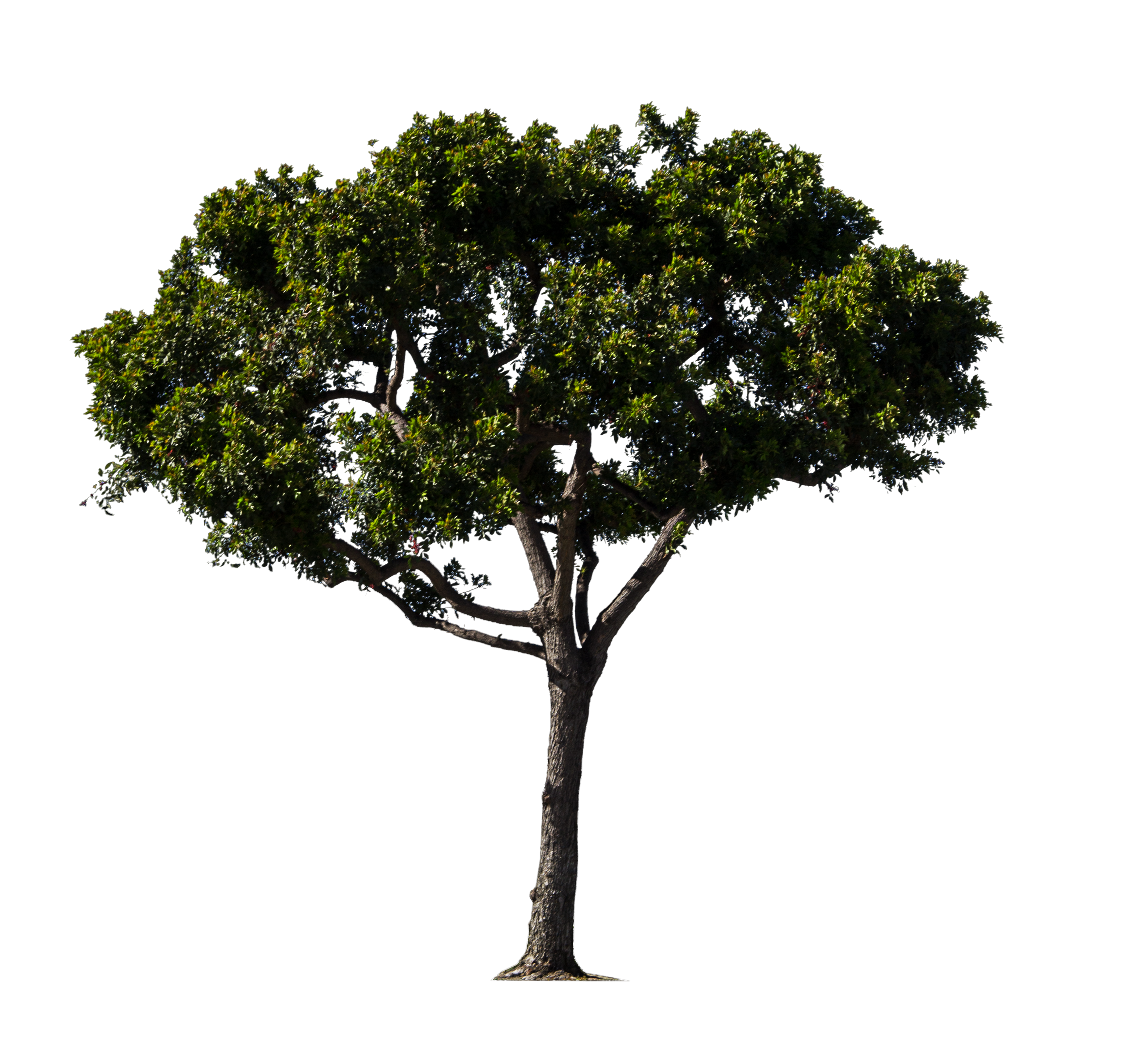 Oak Tree Vector Clipart Images Gallery For Free Download Myreal 3372x3156 Oak Tree Vector Clipart Images Gallery For Free Download Myreal