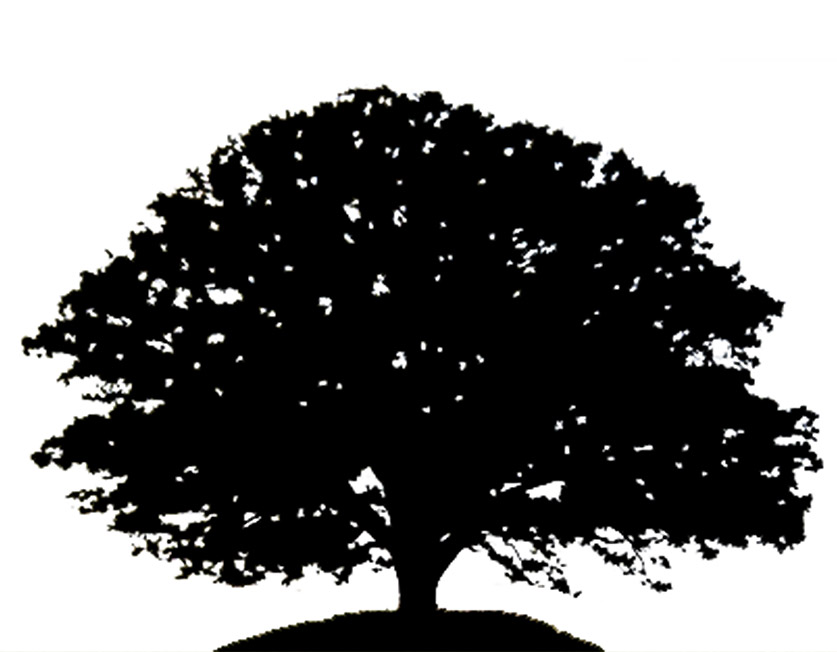 Oak Vector