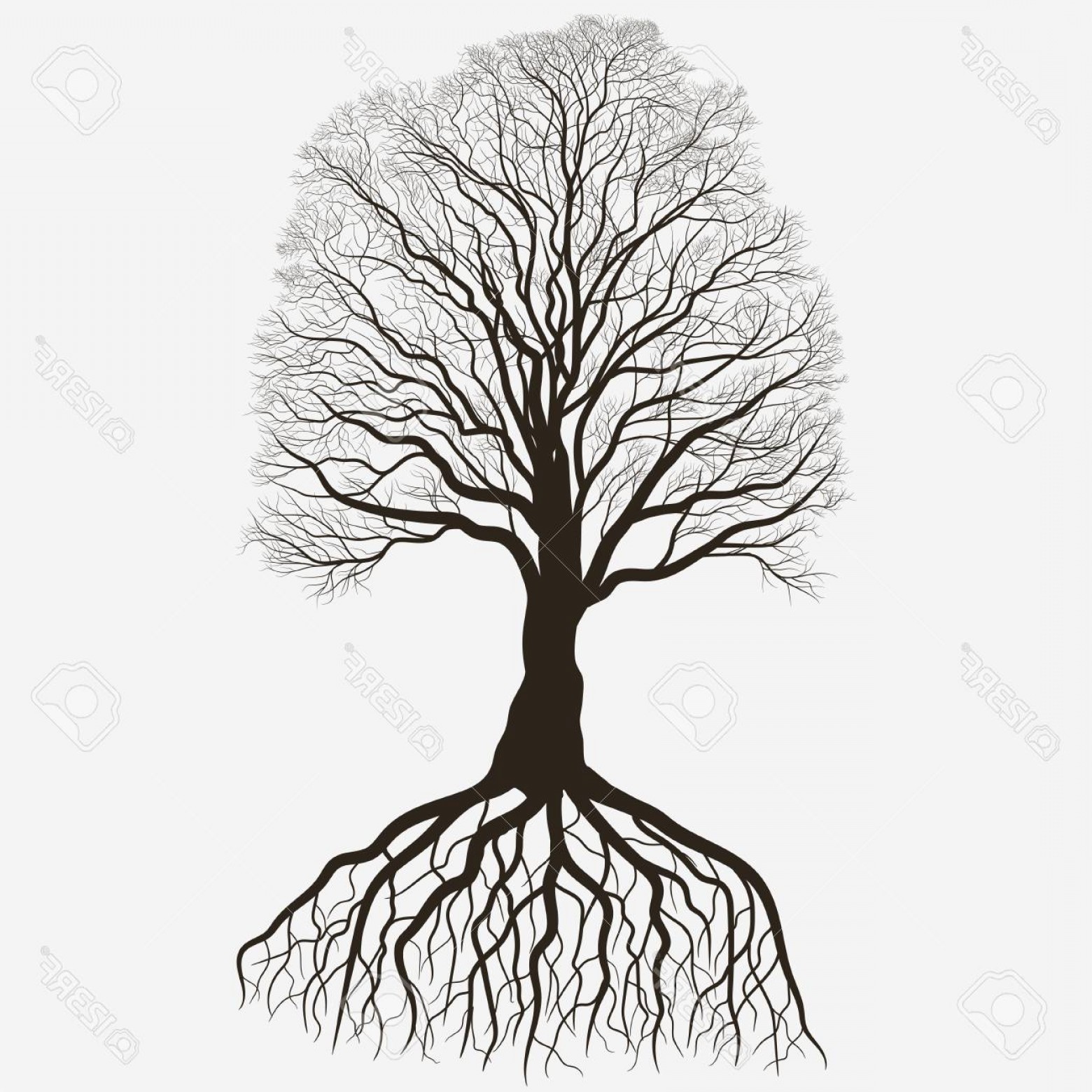 1560x1560 Oak Tree Roots Vector Hoodamath