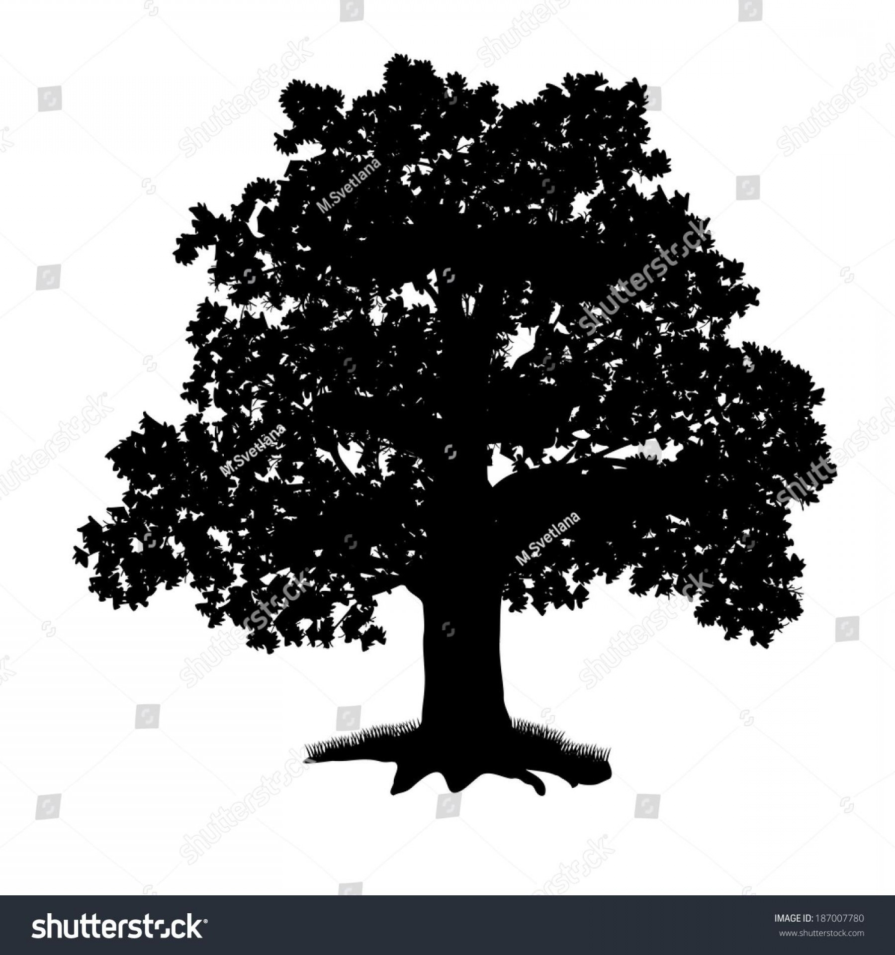 1800x1920 Oak Vector Graphic Cqrecords