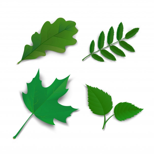 626x626 Oak Vectors, Photos And Free Download