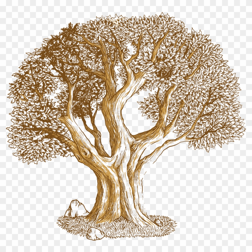 840x840 Root Vector Oak Tree Huge Freebie Download For Powerpoint