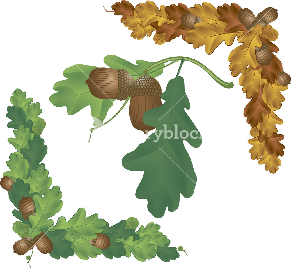 1000x924 Oak Vector Royalty Free Stock Image