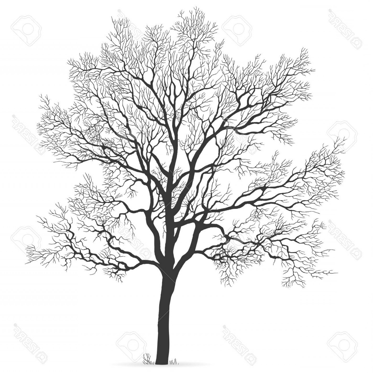 1560x1558 Photostock Vector Vector Oak Leafless Tree Silhouette Hand Drawn