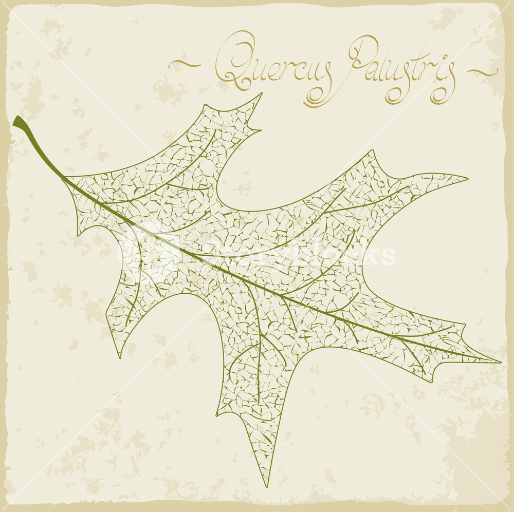 1000x997 Pin Oak Leaf Skeleton Vector Royalty Free Stock Image