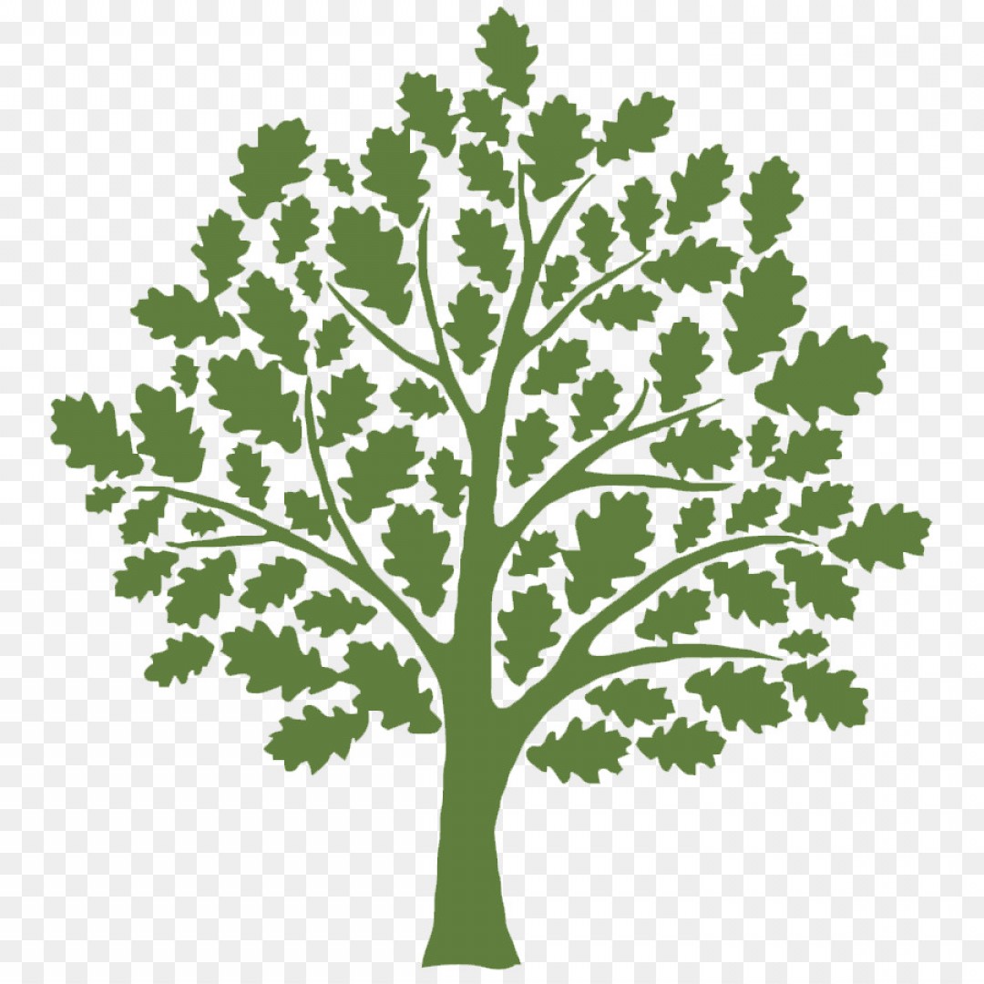 1080x1080 Png Clip Art Tree Oak Vector Graphics Shutterstock Cqrecords