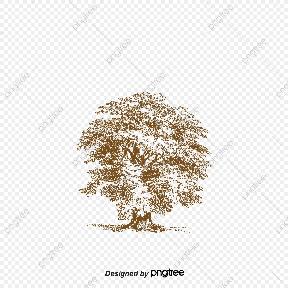 1200x1200 Vector Oak, Oak, Cartoon Oak, Trees Png And Vector
