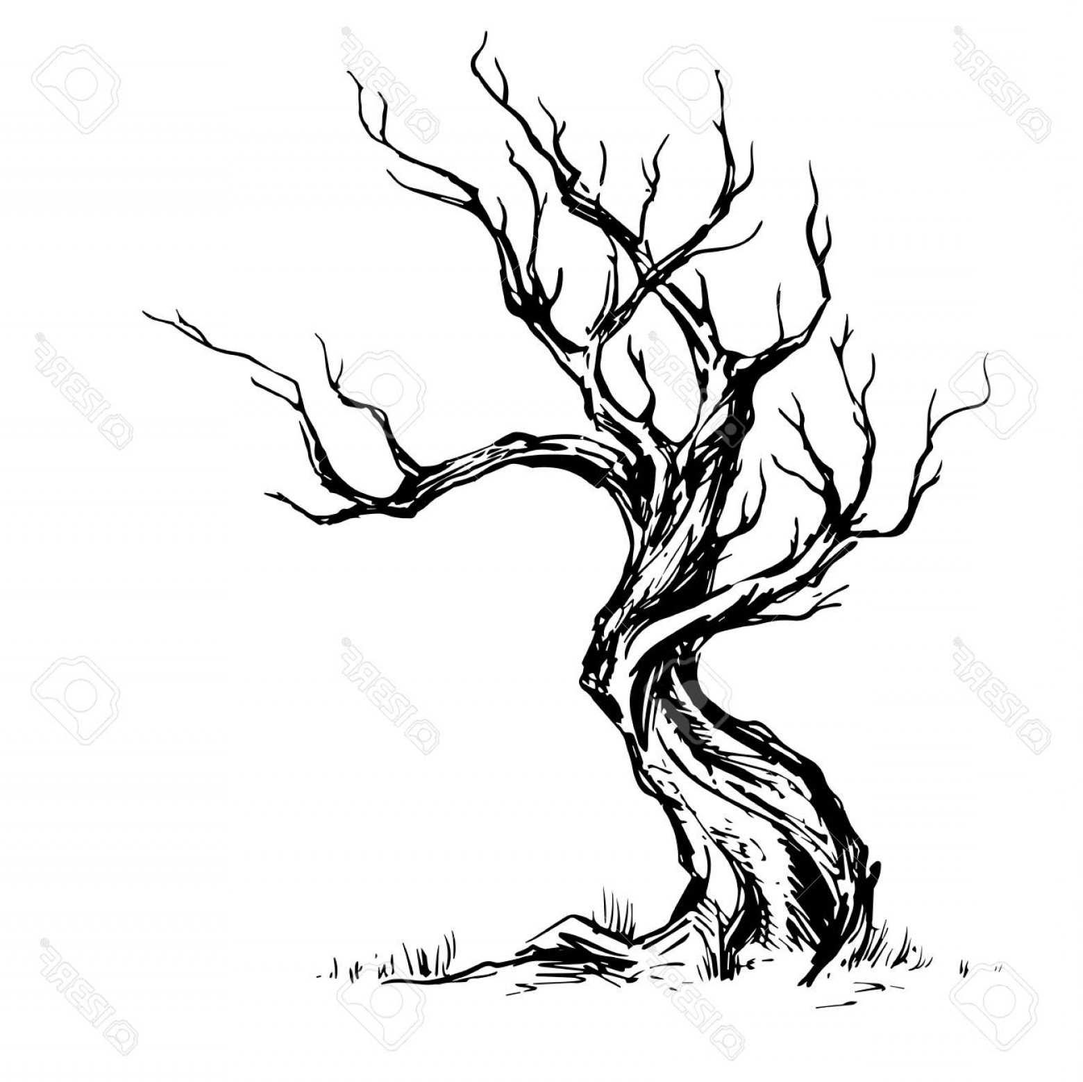 1560x1558 Live Oak Tree Vector Graphic Soidergi