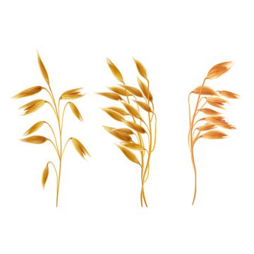 360x360 Oat Png, Vector, And Clipart With Transparent Background