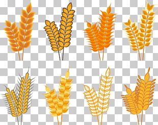 310x245 Oat Vector Png Images, Oat Vector Clipart Free Download