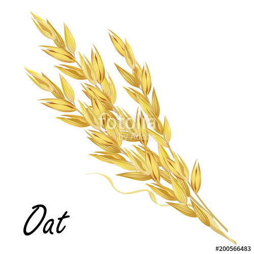 500x500 Oat Ears Hand Drawn Realistic Vector Illustration Isolated