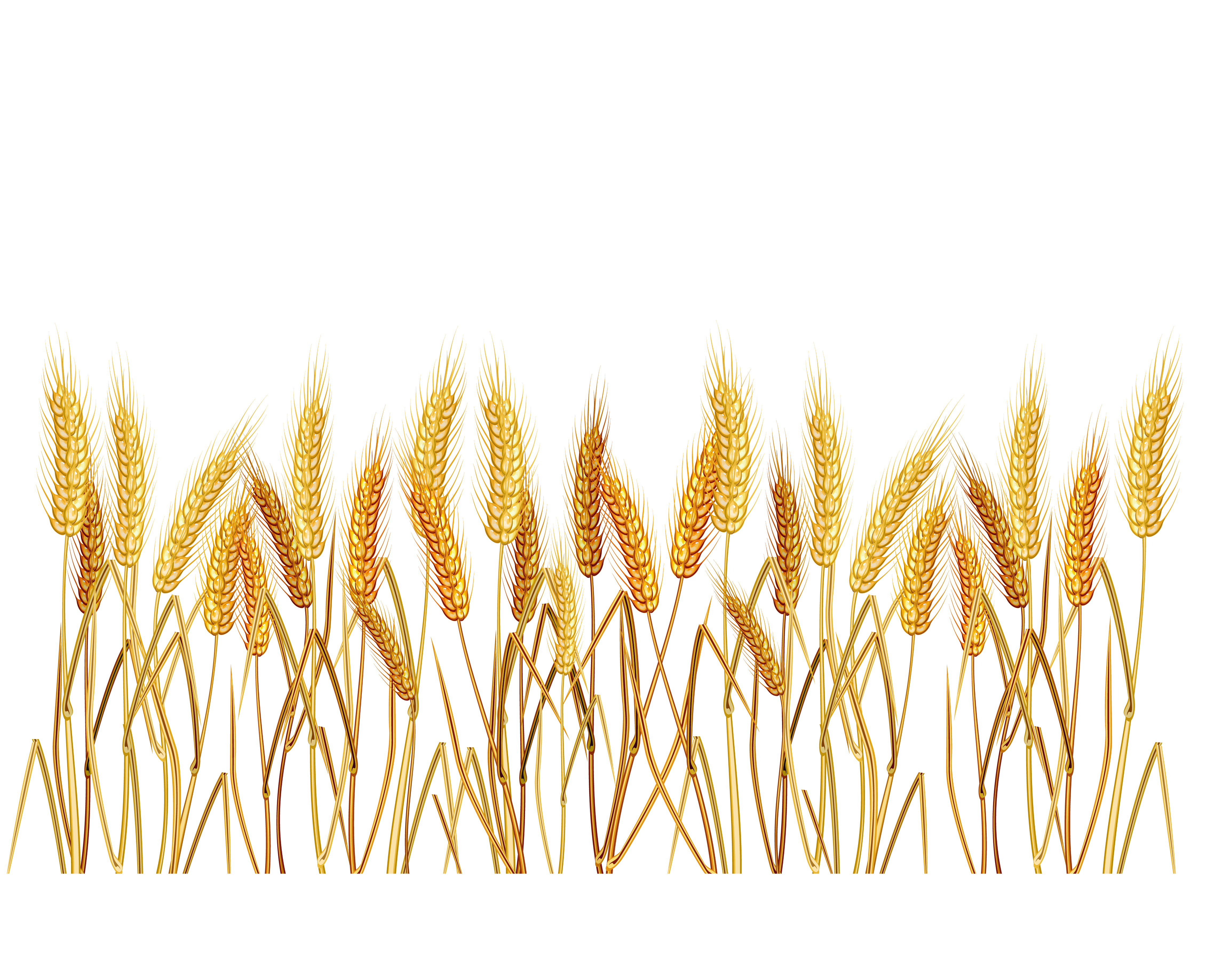 4535x3673 Oat Field Clipart Free Cliparts Download Images On Clipground