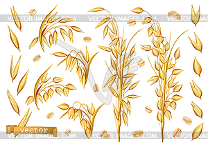 300x212 Oat Plants, Rolled Oats Realistic Icon Set