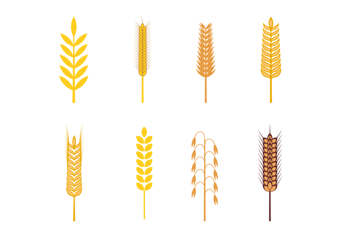 700x490 Oats Vector