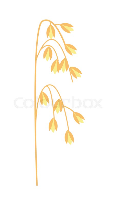 465x800 Ripe Ear Of Oat Icon Agricultural Stock Vector Colourbox