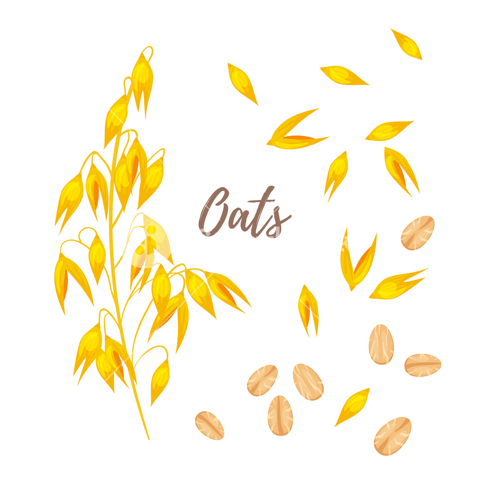 1000x1000 Vector Cartoon Style Illustration Of Cereals