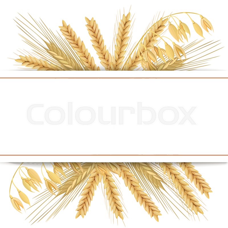800x800 Wheat, Barley, Oat And Rye Icon Stock Vector Colourbox