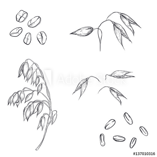 500x500 Hand Drawn Set Of Oats, Oatmeal, Oat Grain Sketch Vector