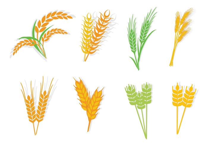 700x490 Different Type Oats Vector