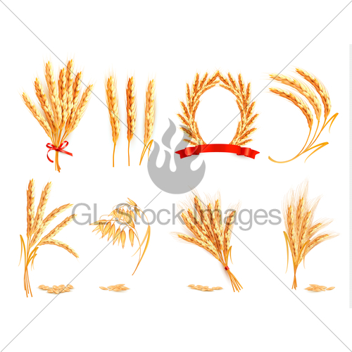500x500 Ears Of Wheat, Oat, Rye And Barley Vector Illustration Gl
