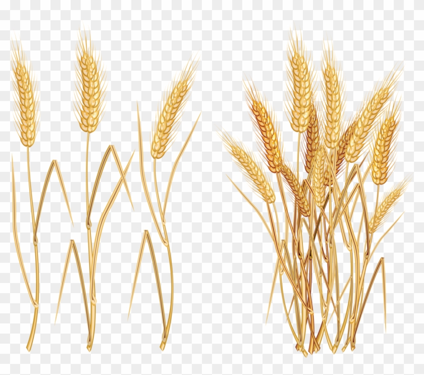 840x742 Ears Of Wheat Oat Rye And Barley Royalty Free Vector