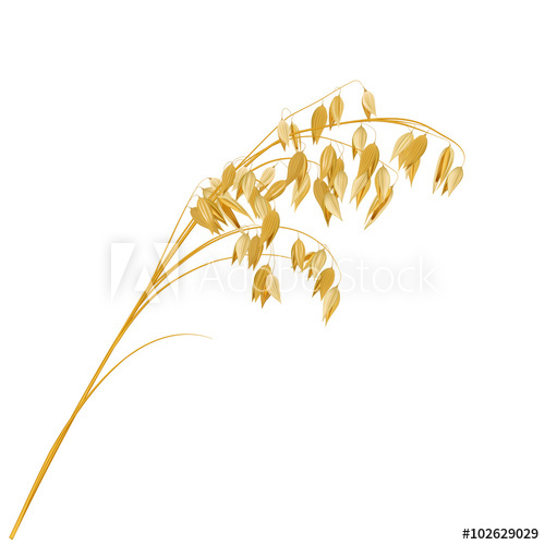 500x500 Oat, Realistic Vector Illustration