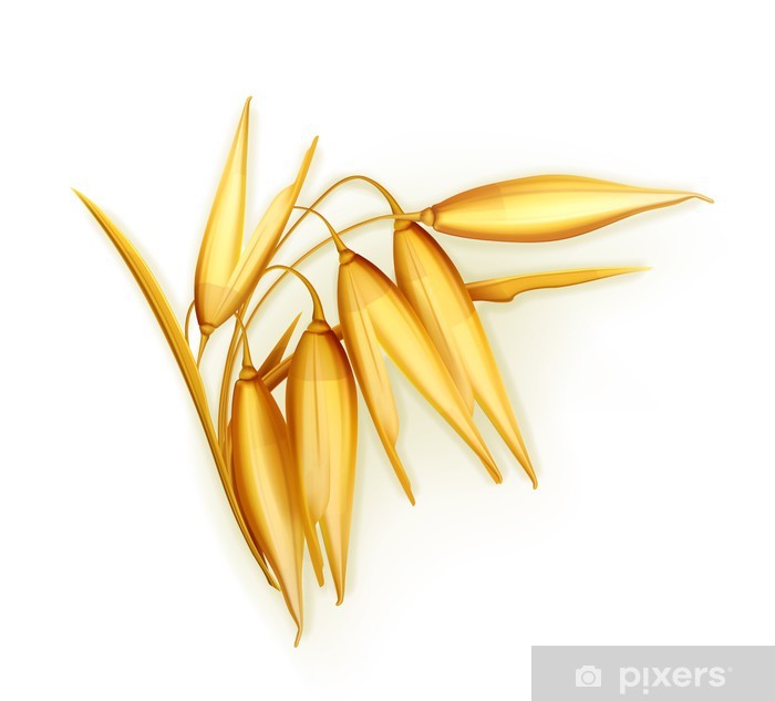 700x633 Oat, Vector Illustration Wall Mural