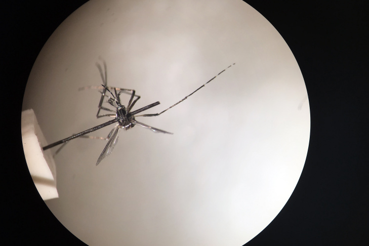 729x486 Slideshow Orange County Hunts The Zika Mosquito To Prevent Virus