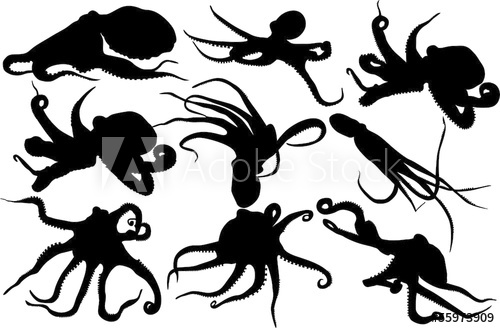 Octopus Silhouette 500x328 Octopus Silhouette