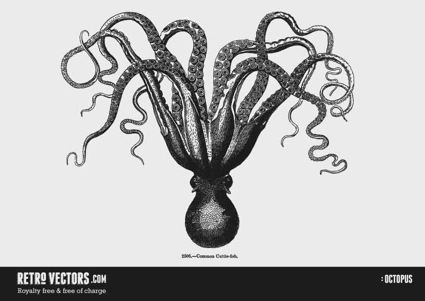 841x596 Octopus Vector Free Images