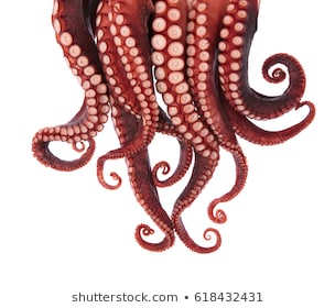 304x280 Download Free Png Octopus Tentacles Images, Stock Photos Vectors