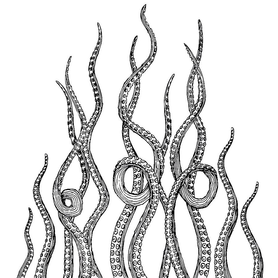 900x900 Download Tentacles Vector Clipart Drawing Octopus Drawing