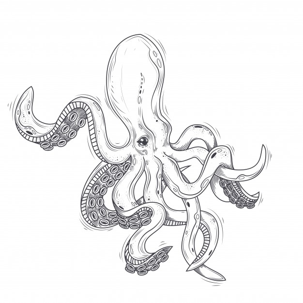 626x626 Octopus Vectors, Photos And Free Download