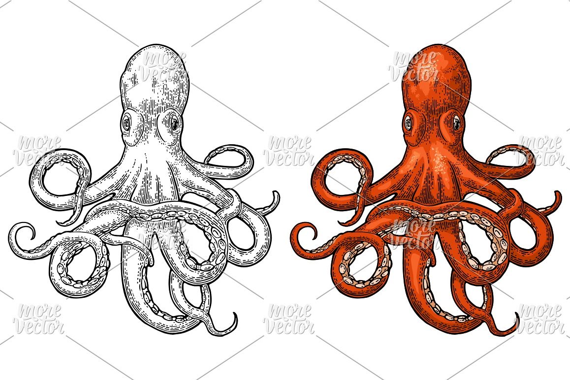 1158x772 Octopus Vector Color Engraving Vintage