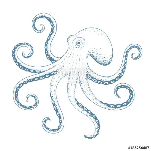 500x500 Hand Drawn Octopus Vector Illustration Stock Image And Royalty