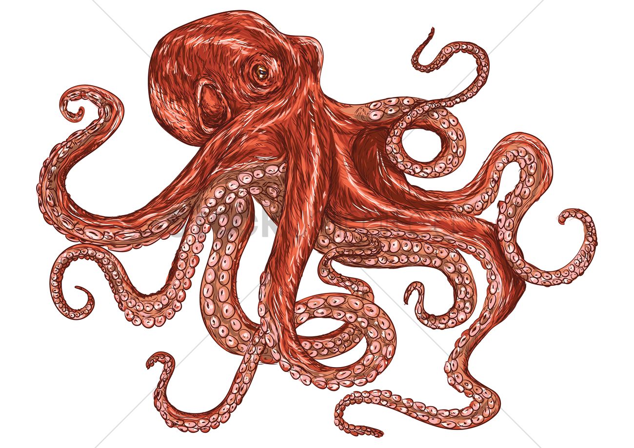1300x919 Octopus Vector Image