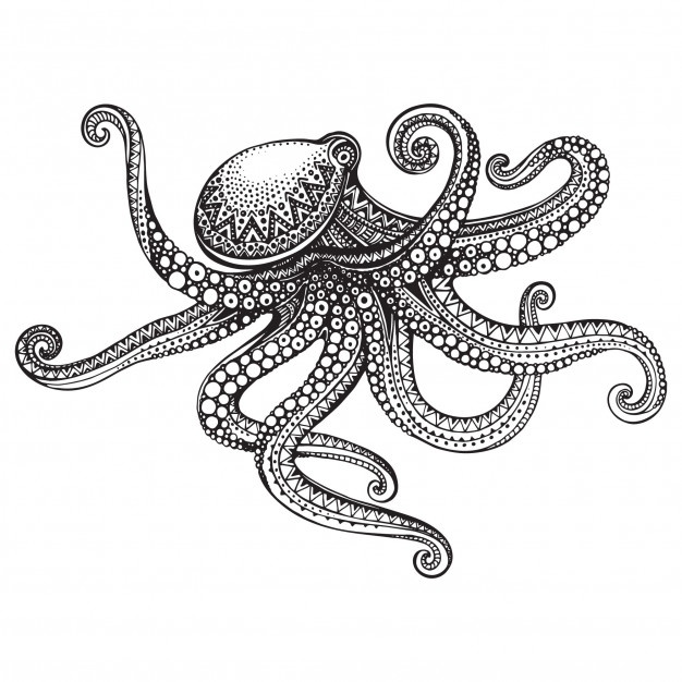 626x626 Octopus Wildlife Vectors, Photos And Free Download
