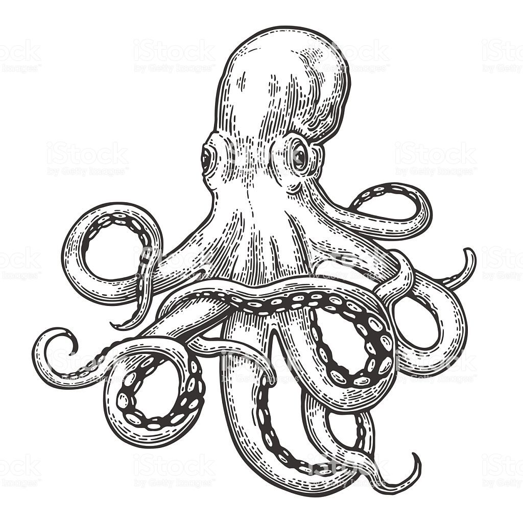 1024x1024 Octopus Vector Black Engraving Vintage Illustrations Isolated