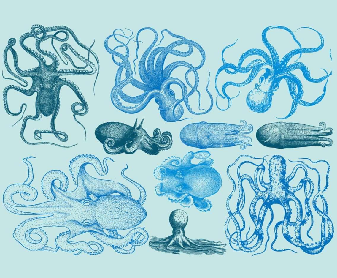 1136x936 Vintage Octopus Vector Art Graphics