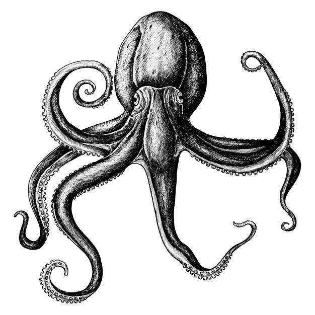 626x626 Octopus Vector Art Vector Free Download