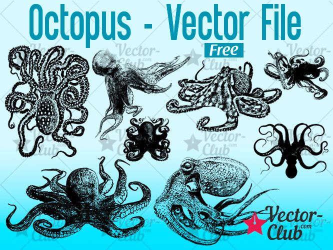 666x500 Octopus Vector Vector Graphics And Vector Silhouettes